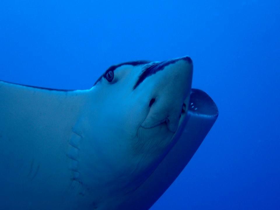 מלון Vatolotolo Dolphin Bay Divers Retreat מראה חיצוני תמונה